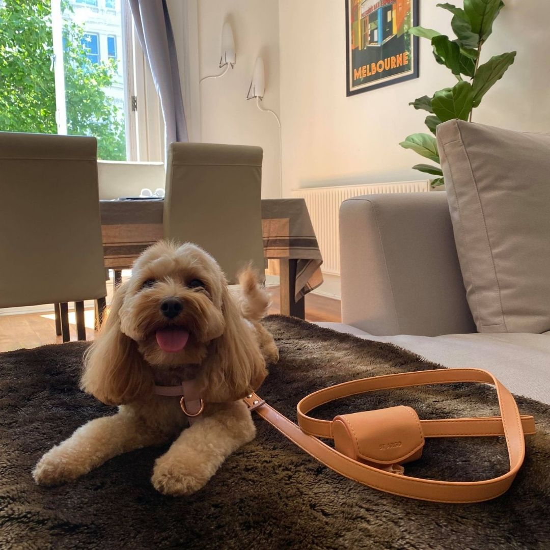 Toy Cavoodle wearing peach vegan leather poop bag holder on leadd