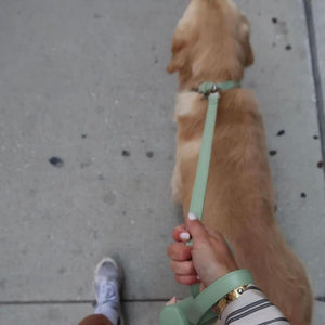 large golden retriever breed dog goes for walk with mum in sage green lead