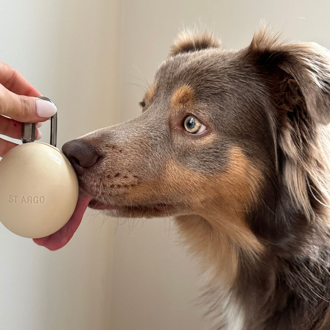 Brown Collie licks the silicone treat pouch